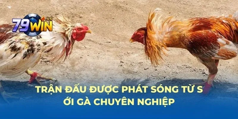 trang chủ 25 Trận đấu được phát sóng từ sới gà chuyên nghiệp